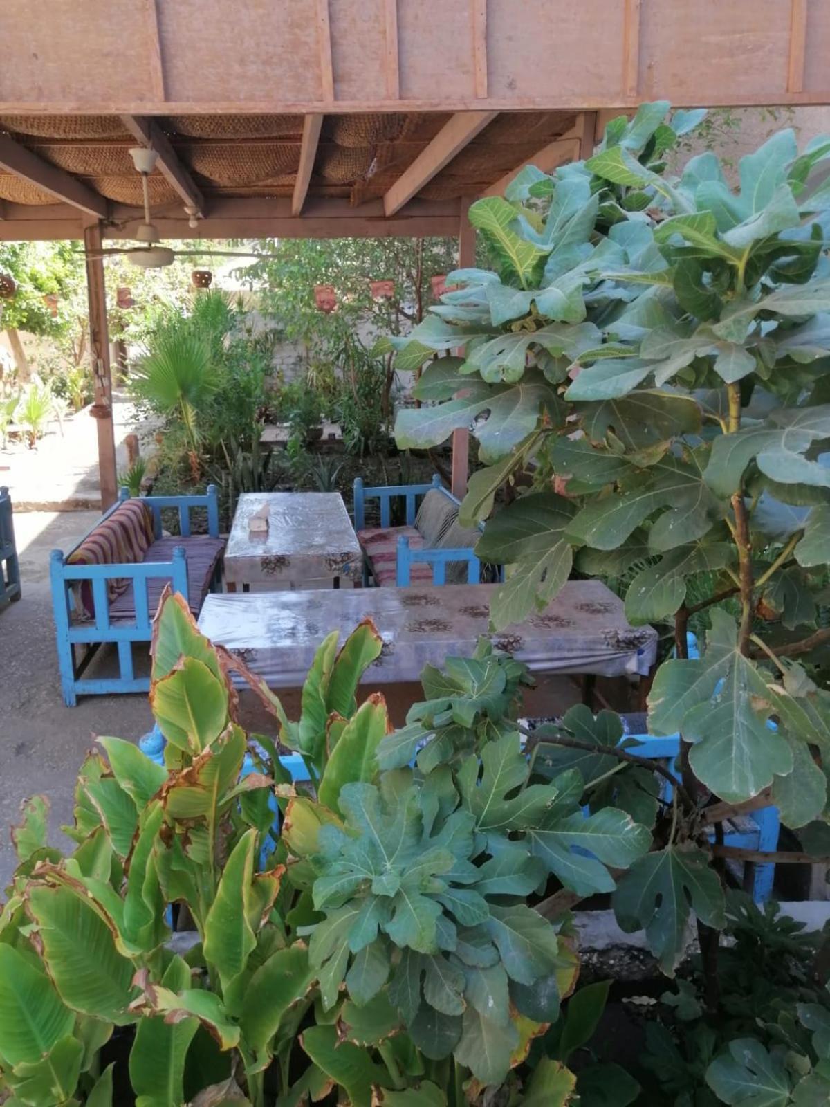 Rose Guest House Luksor Dış mekan fotoğraf