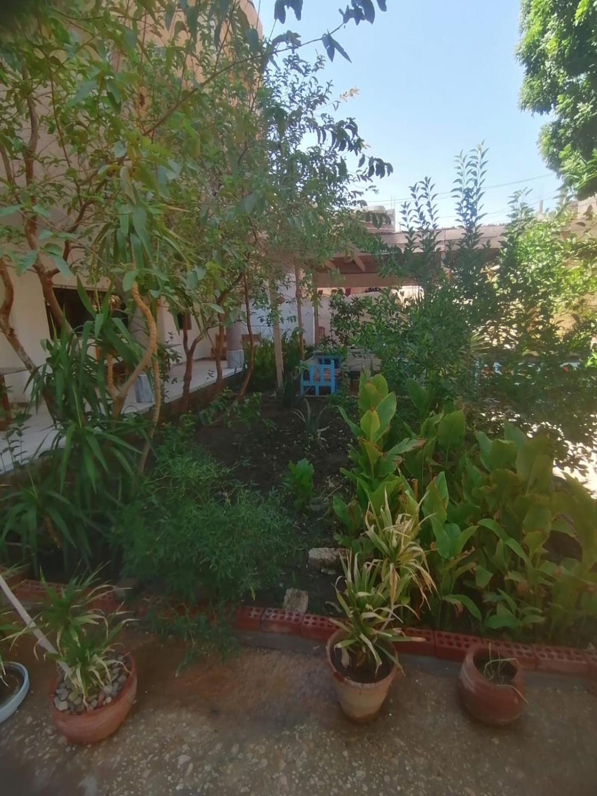 Rose Guest House Luksor Dış mekan fotoğraf