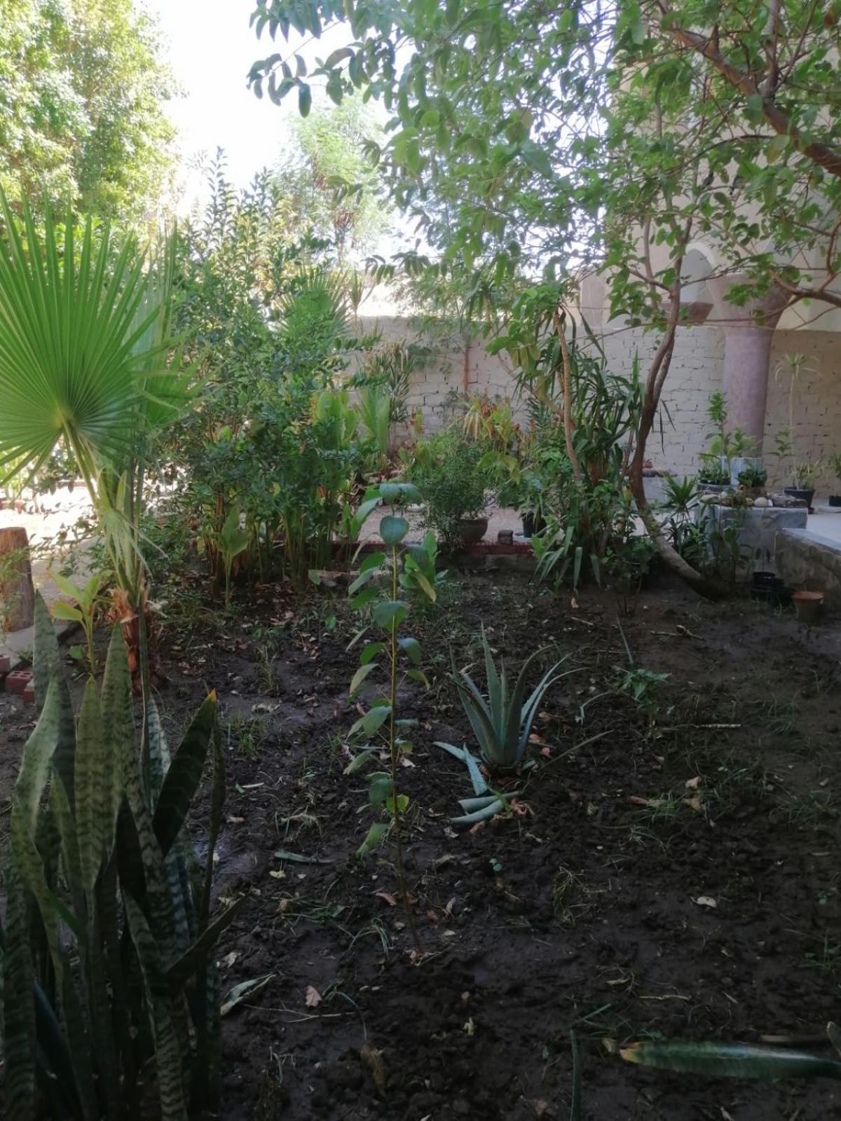 Rose Guest House Luksor Dış mekan fotoğraf